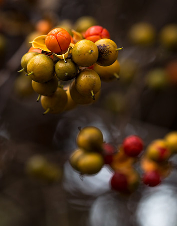 Fall Yard