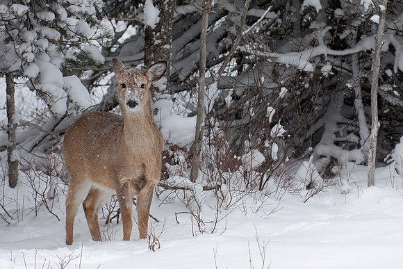 Deer in Snow at Blackwater 1