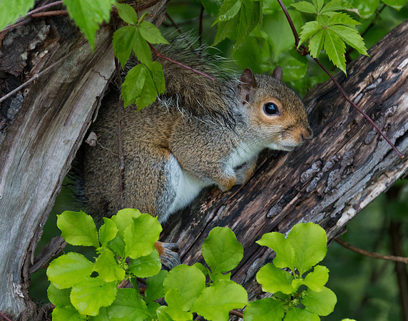 Squirrel at Highland Park