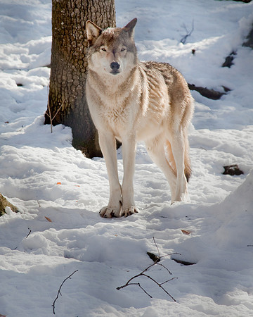 Winter Wolf 3