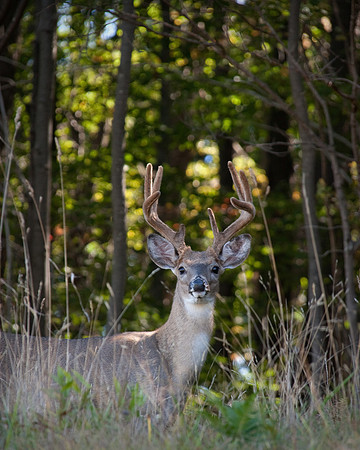 White Tail Deer 1