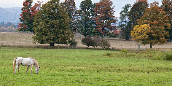 Canaan Horse and Trees