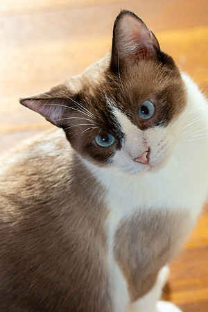 Winston the Cat