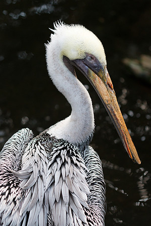 Brown Pelican