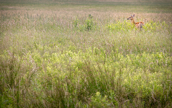 Deer At Canaan