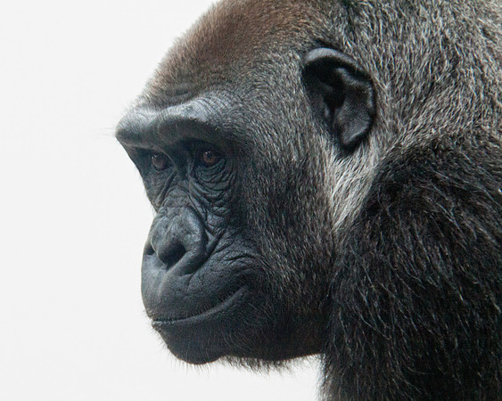 Pittsburgh Zoo Gorilla 3