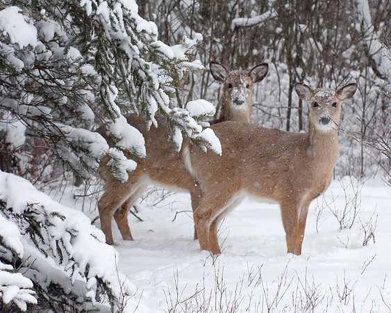 Deer in Snow at Blackwater 3