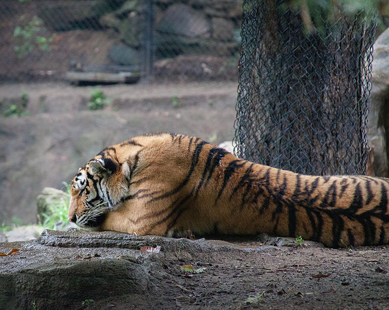 Pittsburgh Zoo Tiger 1