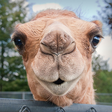Smiling Camel