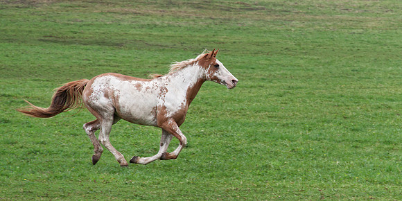 Horse Running in Canaan