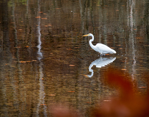 Great Egret