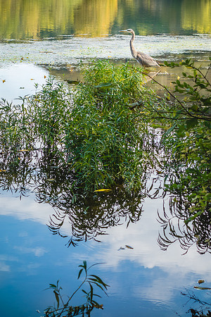 Blue Heron