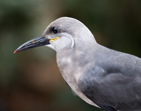 Inca Tern