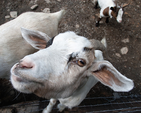 Goat Stare 2