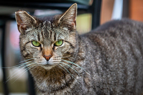 Stray Tabby