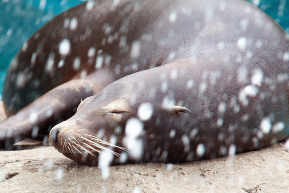 Sea Lion