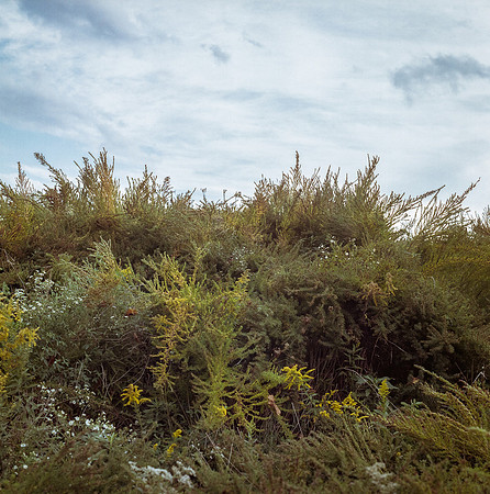 Foliage and Sky