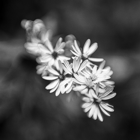 Flowers in Black and White