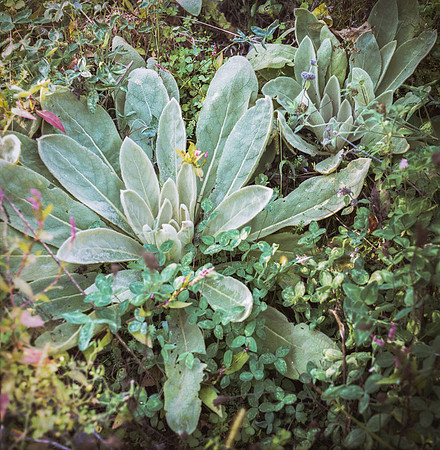 Ground Plants