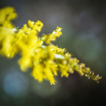 Yellow Flower