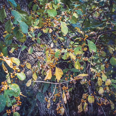 Leaves and Tree