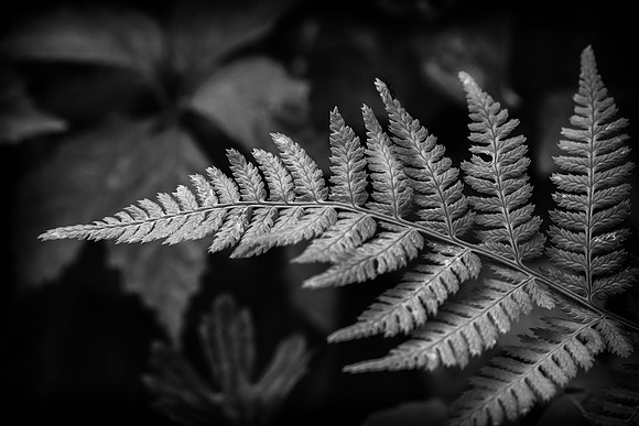 Fern