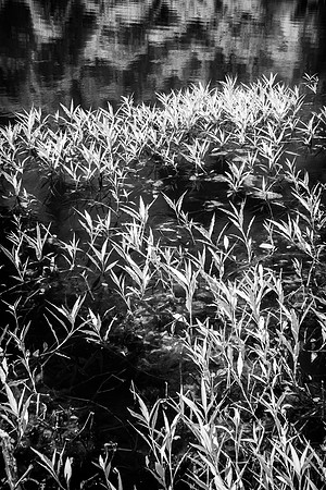 Marion County Pond Infrared