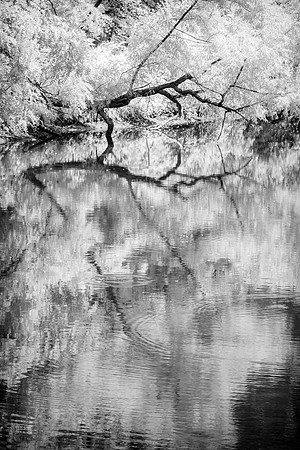 Prickett Creek Infrared